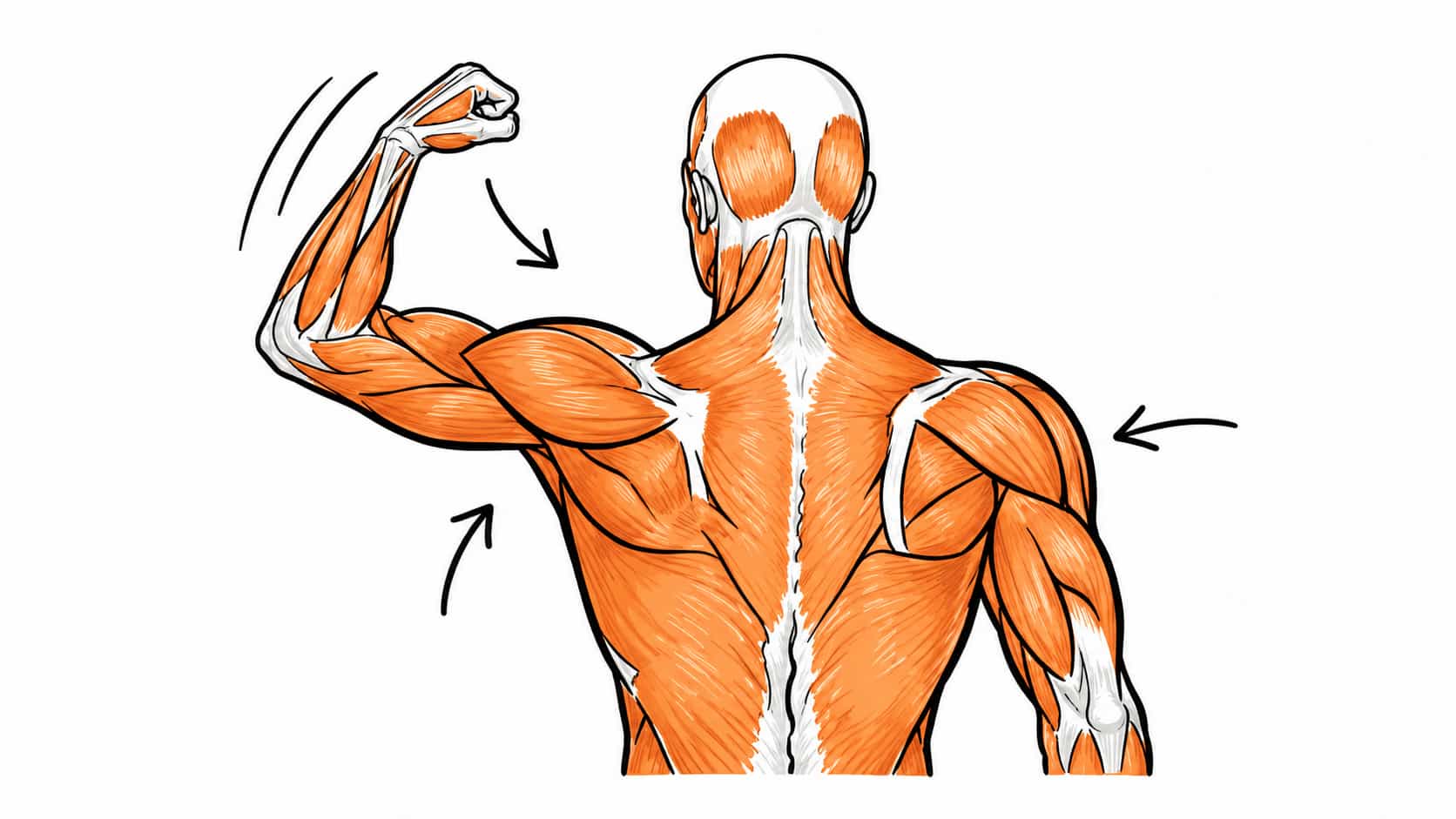 Aligna posture corrector shown in a horizontal product detail image